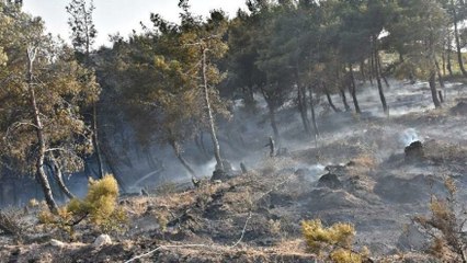 Arabadan sıçrayan yangın ormanı kül etti