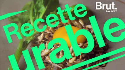 Recette durable : œuf mariné à la bière et graines de tournesol germées