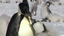 El pingüino emperador, en peligro por el cambio climático
