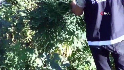 Karı koca çiftin mısır tarlası görünümlü uyuşturucu tarlasına polis operasyonu