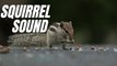 Squirrel Sound Effect | Loud Squirrel Chirping Sounds | Kingdom Of Awais