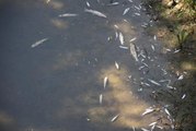 Bartın Irmağı'nda görülen toplu balık ölümleri nedeniyle inceleme başlatıldı