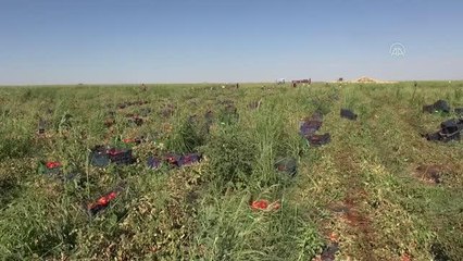 ŞANLIURFA - Güneydoğu'nun domatesleri kavurucu sıcaklarda kurutulup 3 kıtada sofraları süslüyor