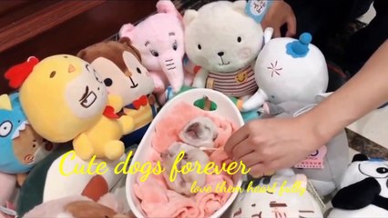 Cute dongs forever