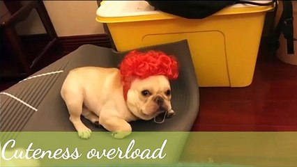 Funny dogs Cuteness overload