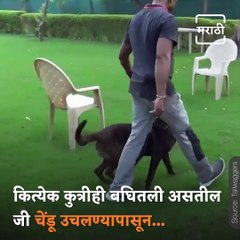 Video Of Dog Solving Maths Equation Through Barking Goes Viral