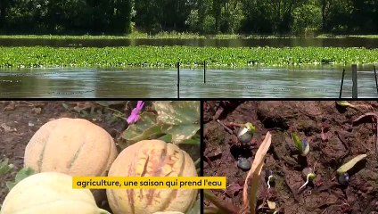 Agriculture : une saison difficile en raison des fortes pluies