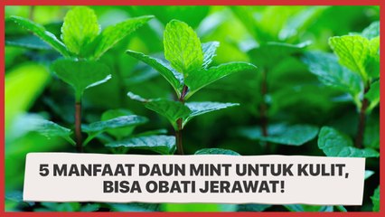 5 Manfaat Daun Mint untuk Kulit, Bisa Obati Jerawat!