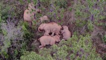 Chine : des drones pour ramener des éléphants errants dans leur réserve