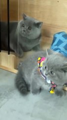 cat asking wats my fault.