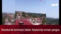 İstanbul'da korkutan haber: Beykoz'da orman yangını