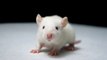 Logran revertir la obesidad en ratones: ¿funcionará en humanos?