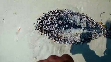Live Goose Barnacles on a rowing paddle