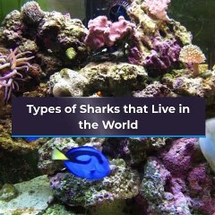 Types of Sharks that Live in the World