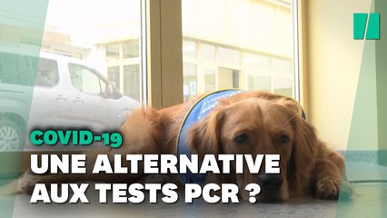 Covid-19: Le premier chien renifleur a été testé en Alsace