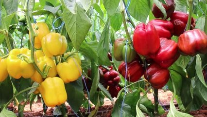Kaliforniya biberinin deneme üretiminde başarılı sonuç alındı