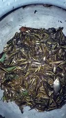 Small Taki Fish | Small Fish