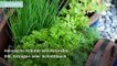 Kräuter anpflanzen: Die besten Tipps für den heimischen Kräutergarten