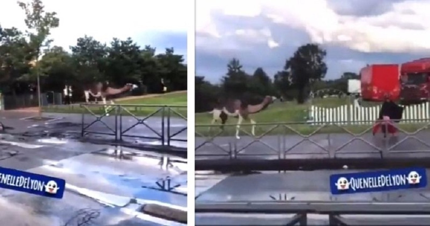 Près de Lyon, un dromadaire s'est enfui d'un cirque et a pourchassé des piétons