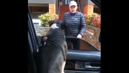 Funniest and Cutest Pug Dog Videos Compilation 2020 #1