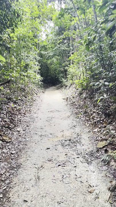 Jungle walk in Singapore 6 | Anthony S Casey Singapore