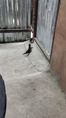 Weasel Tugs Rat's Tail