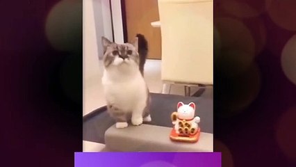 Copy cat cute video