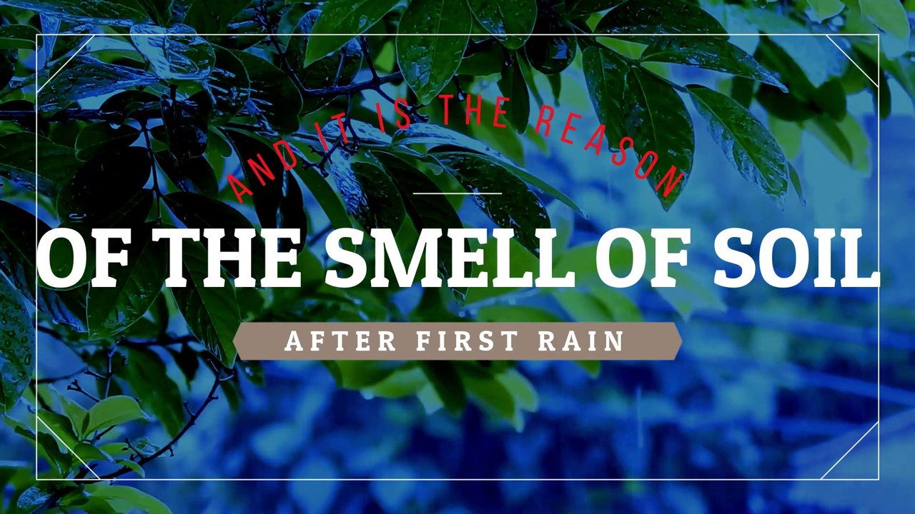 Reason of The Smell of Soil During First Rain_Geosmin_Actinomycetes Bacteria | Real Fact