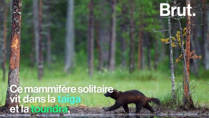 Le glouton est l'animal le plus féroce du Grand Nord