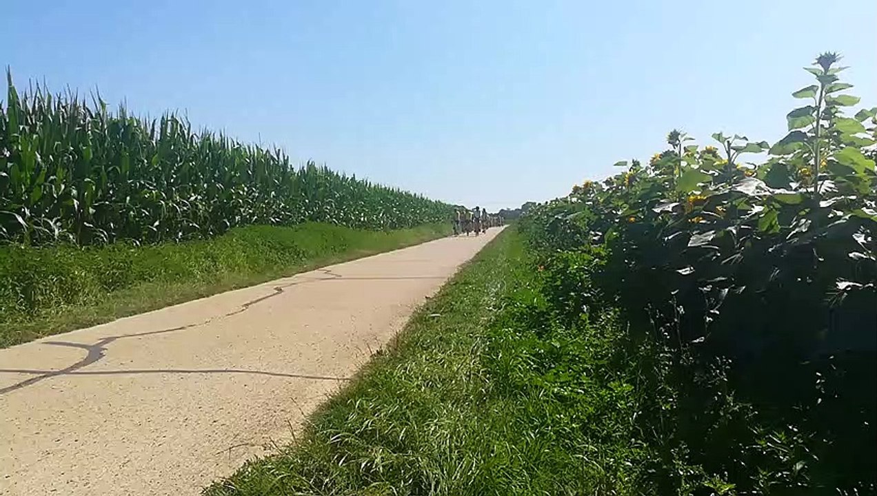 Sortie Jeffrédo à Saint Avertin entre maïs et tournesols