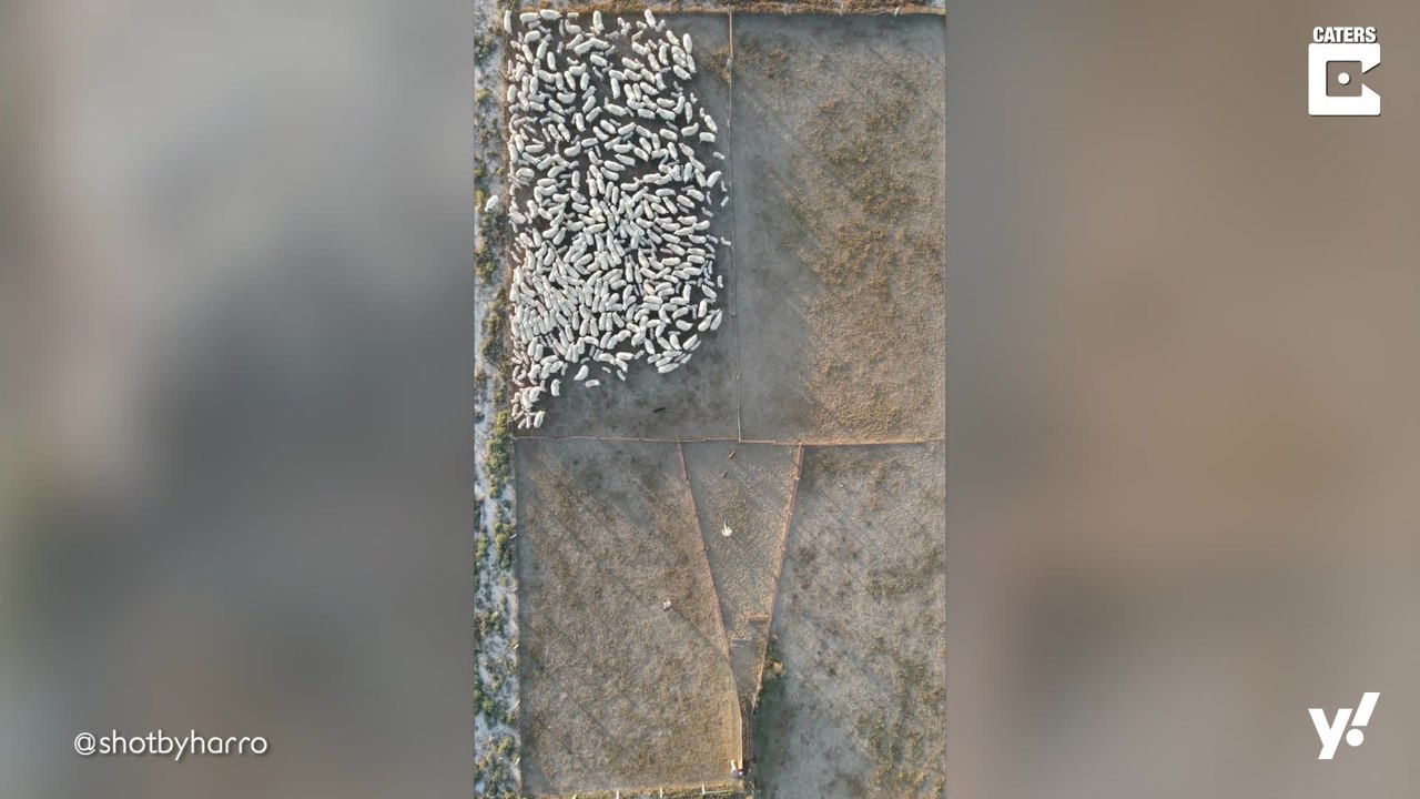 Beeindruckende Vogelperspektive auf Schafherde