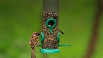 Wildlife Researchers Urge Bird-Lovers to Stop Feeding Birds