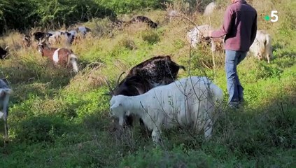 Le doc du dimanche - Le fromage qui nous rend chevre