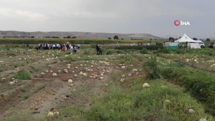 Diyarbakır'da yarışacak tescilli karpuzların hasadı başladı