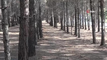 Vali ve Belediye Başkanı ormanı temizledi
