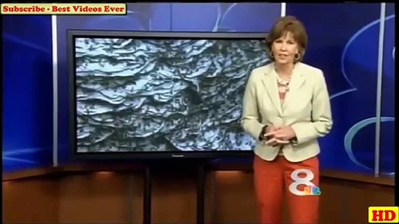 Largest Beehive Ever - Florida Monster Yellow Jacket Wasp  Hive Destroyed #beehive