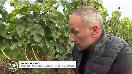 Bordeaux : entre le gel et le mildiou, une année noire pour les viticulteurs