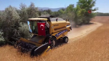 Sivas'a özgü Zeron buğdayının hasadı başladı