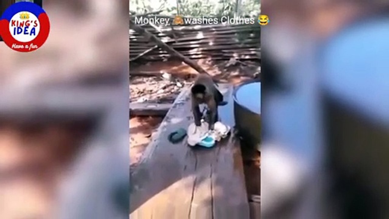 Funny Monkey Washes Cloths
