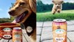 Pour a cold one for your dog with Anheuser-Busch’s latest brew