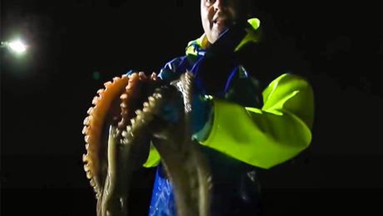 Oktopus-Fischerei an der Algarve