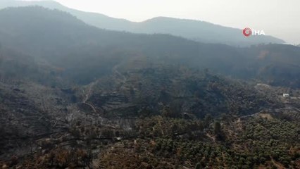 Zeytinliklerinin kül olduğunu gören köylüler gözyaşlarını tutamadı