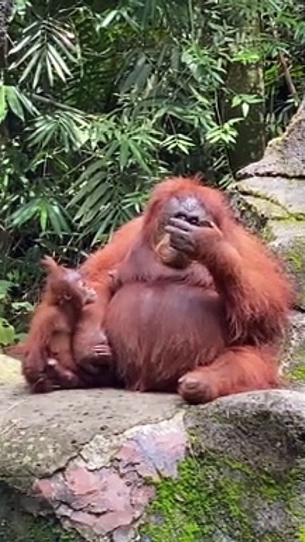 Orangutan Sports Sunglasses