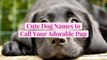 50 Cute Dog Names to Call Your Adorable Pup