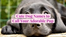 50 Cute Dog Names to Call Your Adorable Pup