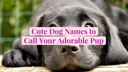 50 Cute Dog Names to Call Your Adorable Pup
