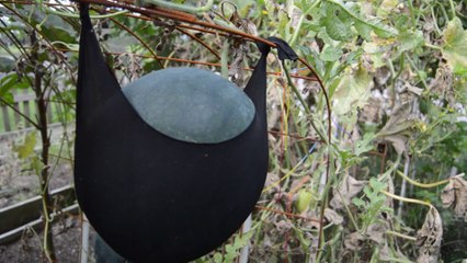 Knowing when to pick melons from the vine