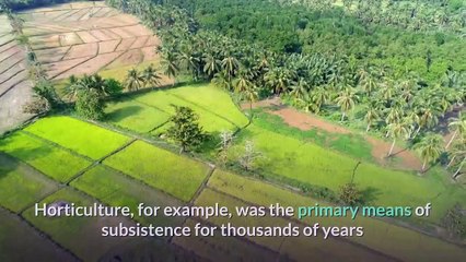 Social Theory: Stephen Sanderson's Evolutionary Materialism