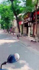 Chú chó đi mua bia cho chủ giữa mùa dịch