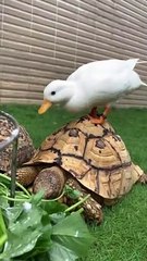 Duck Bothers Tortoise During Breakfast